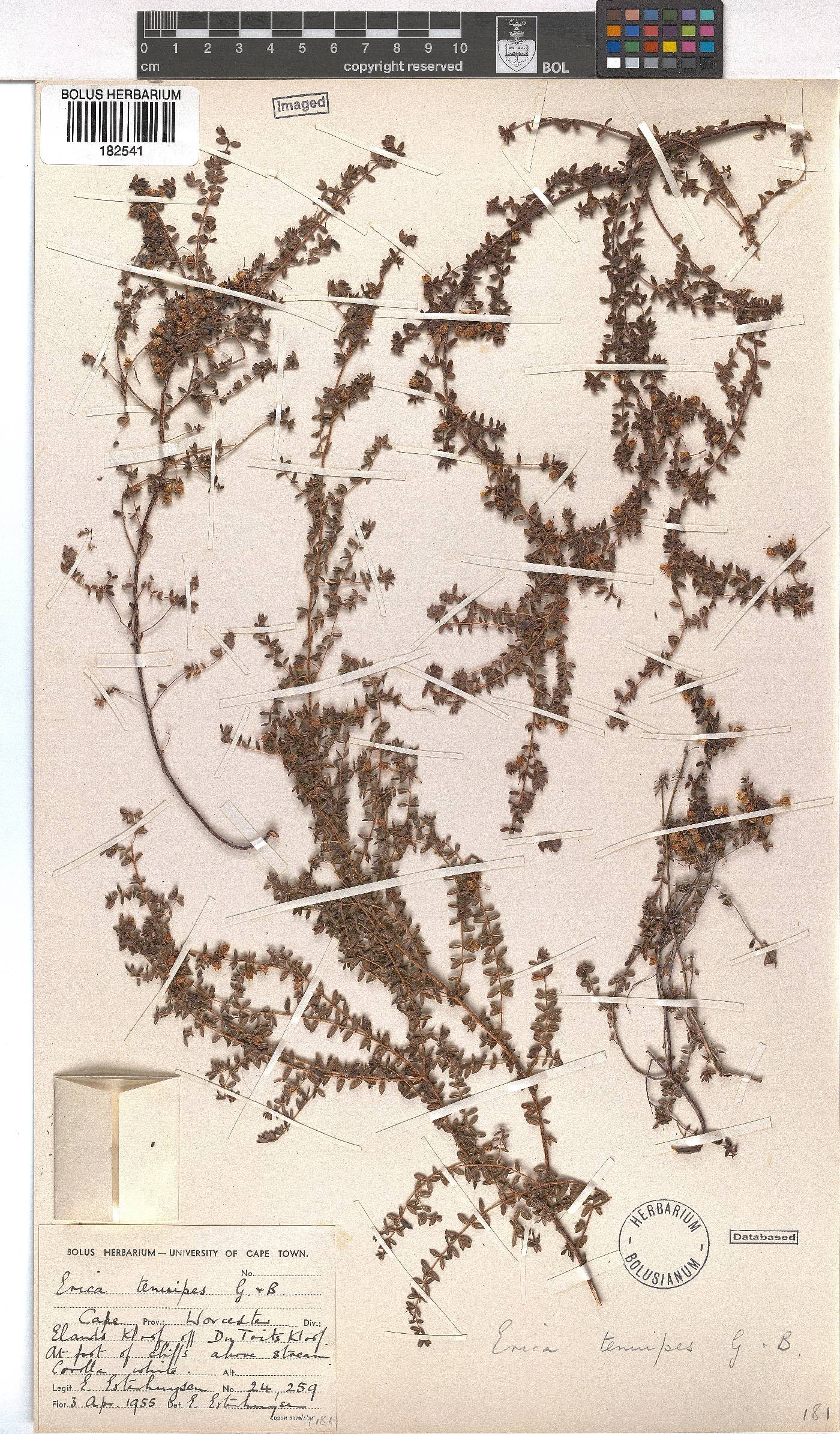 Erica tenuipes image