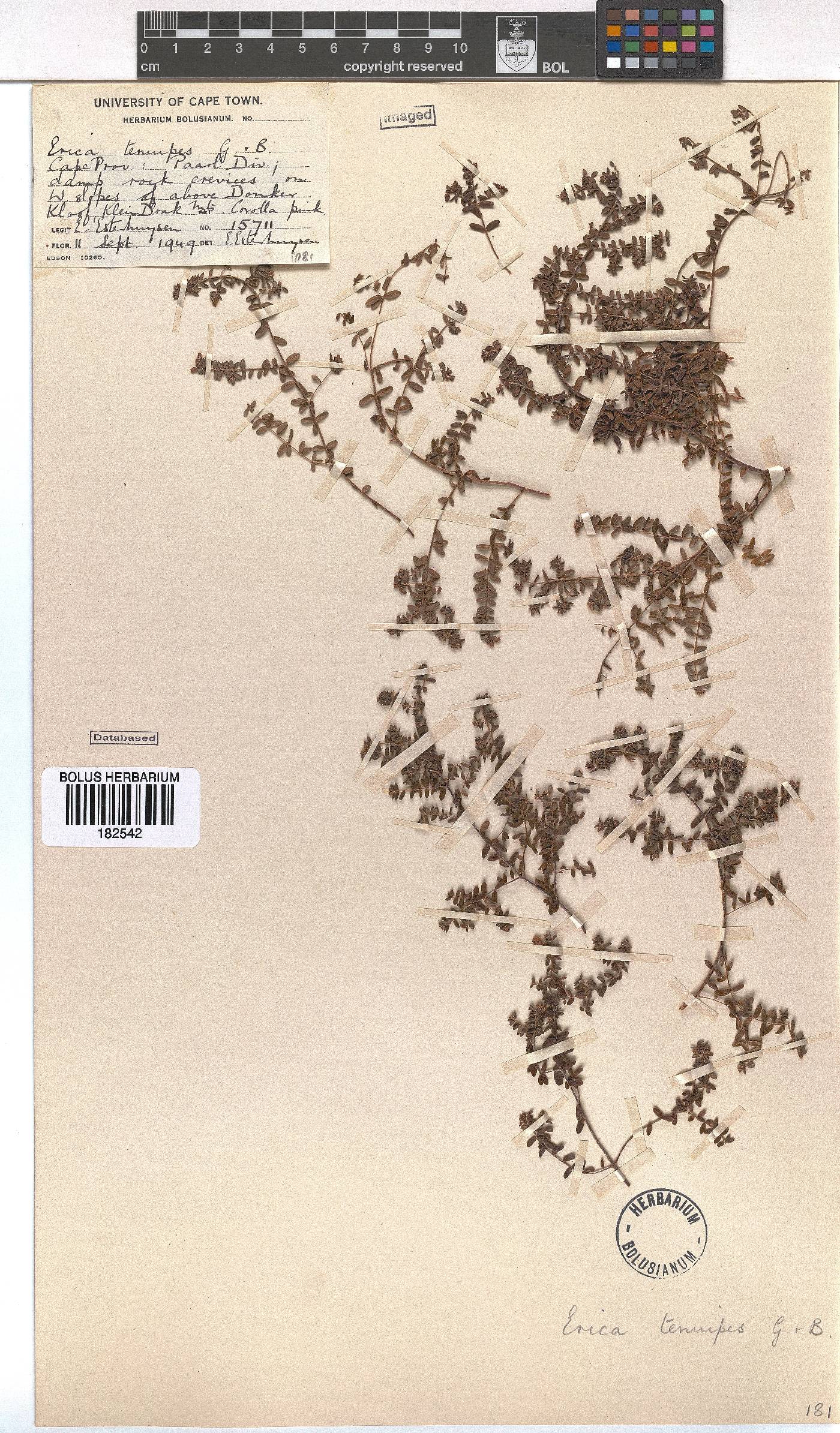 Erica tenuipes image