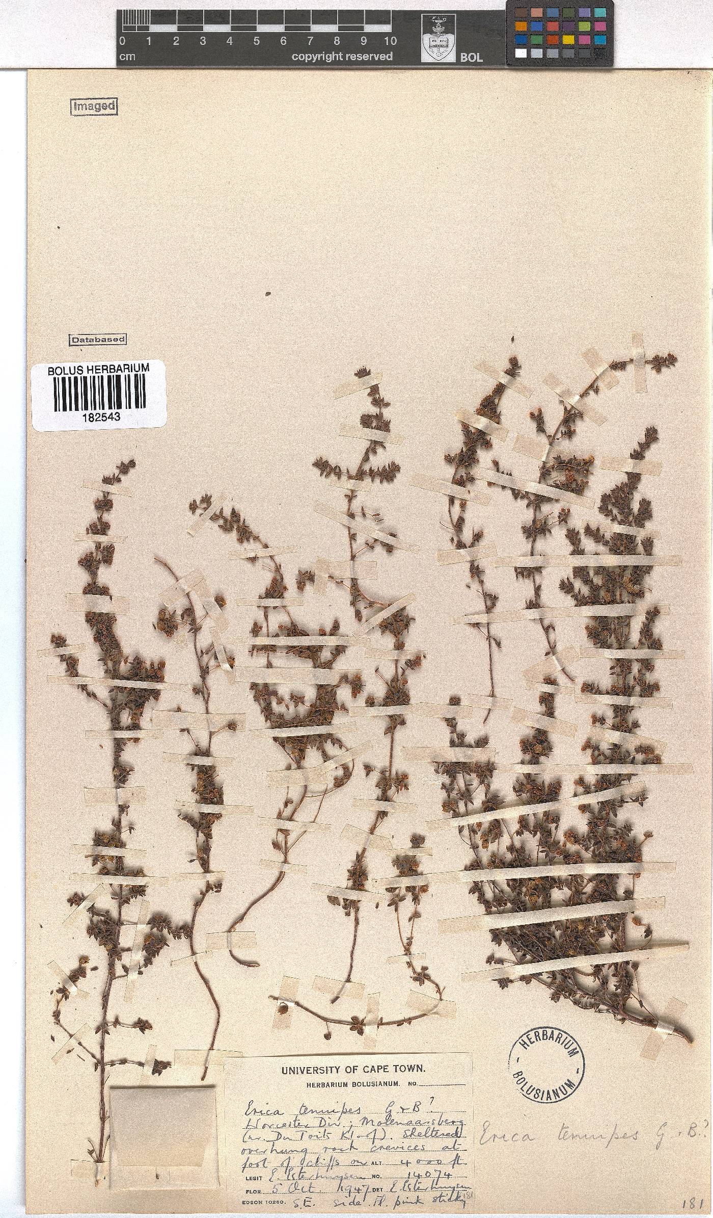 Erica tenuipes image