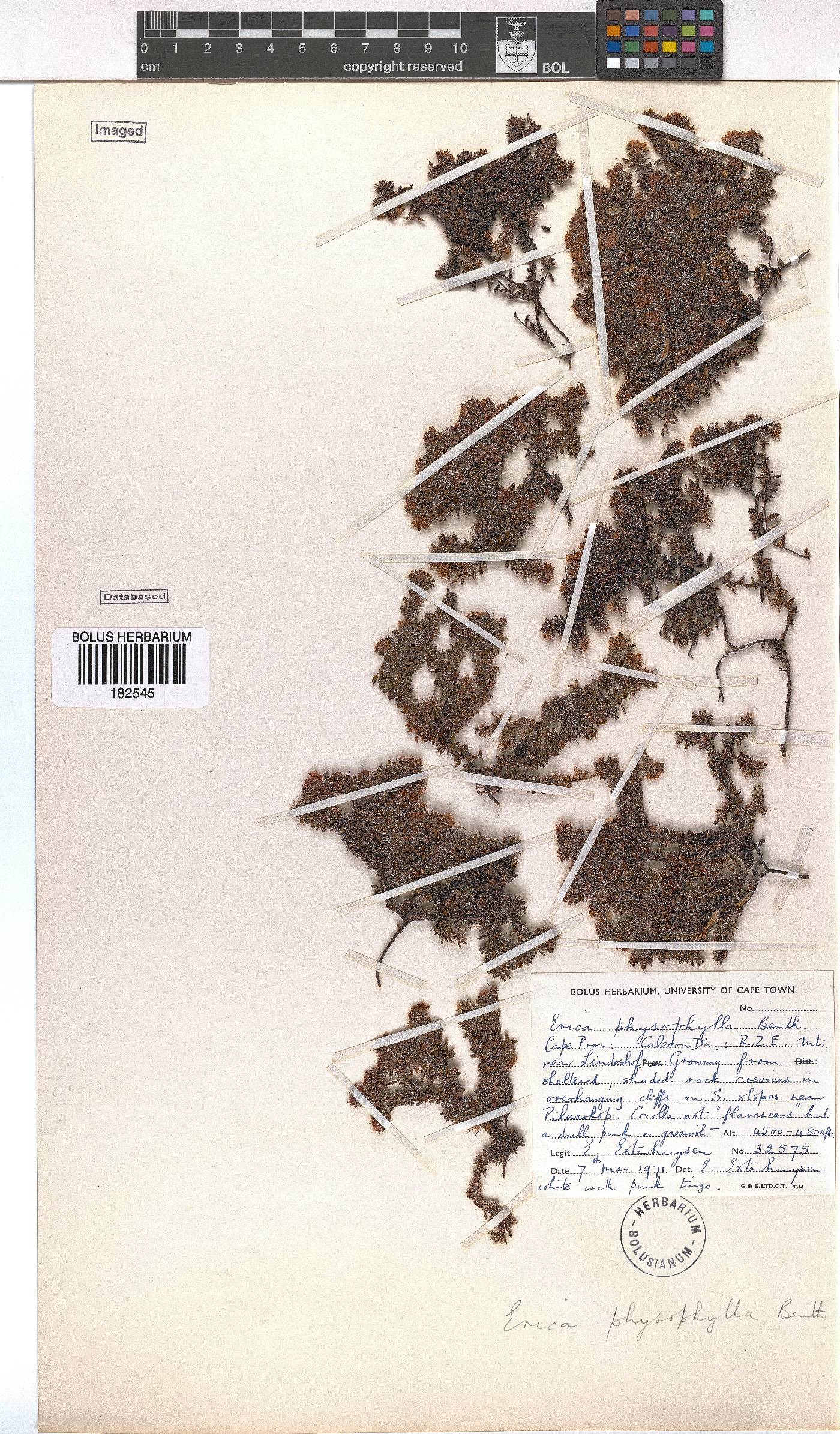 Erica physophylla image