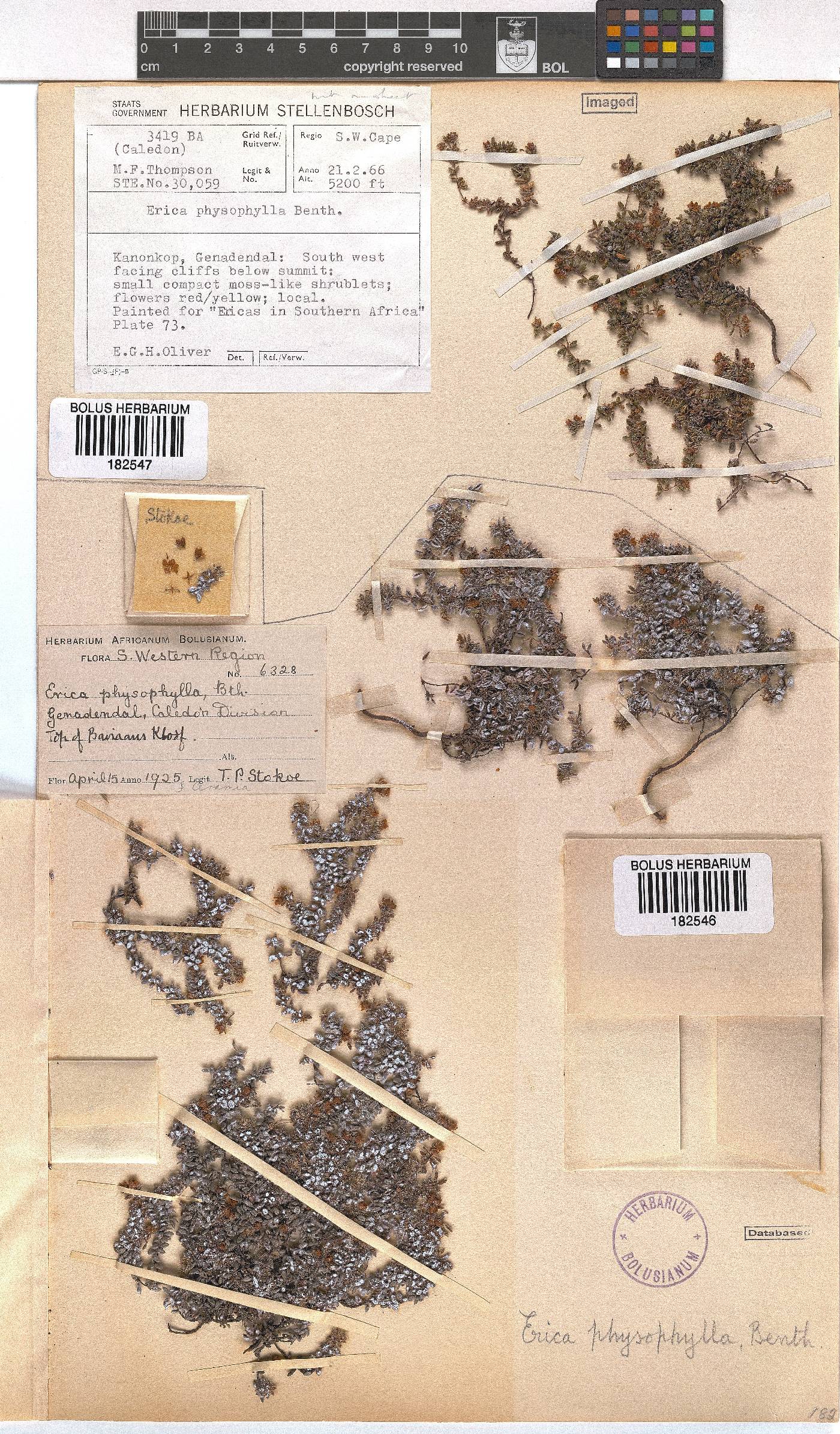 Erica physophylla image