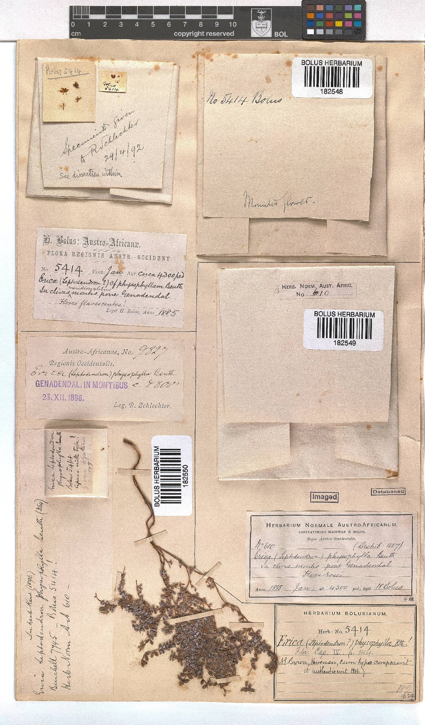 Erica physophylla image