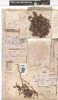 Erica physophylla image