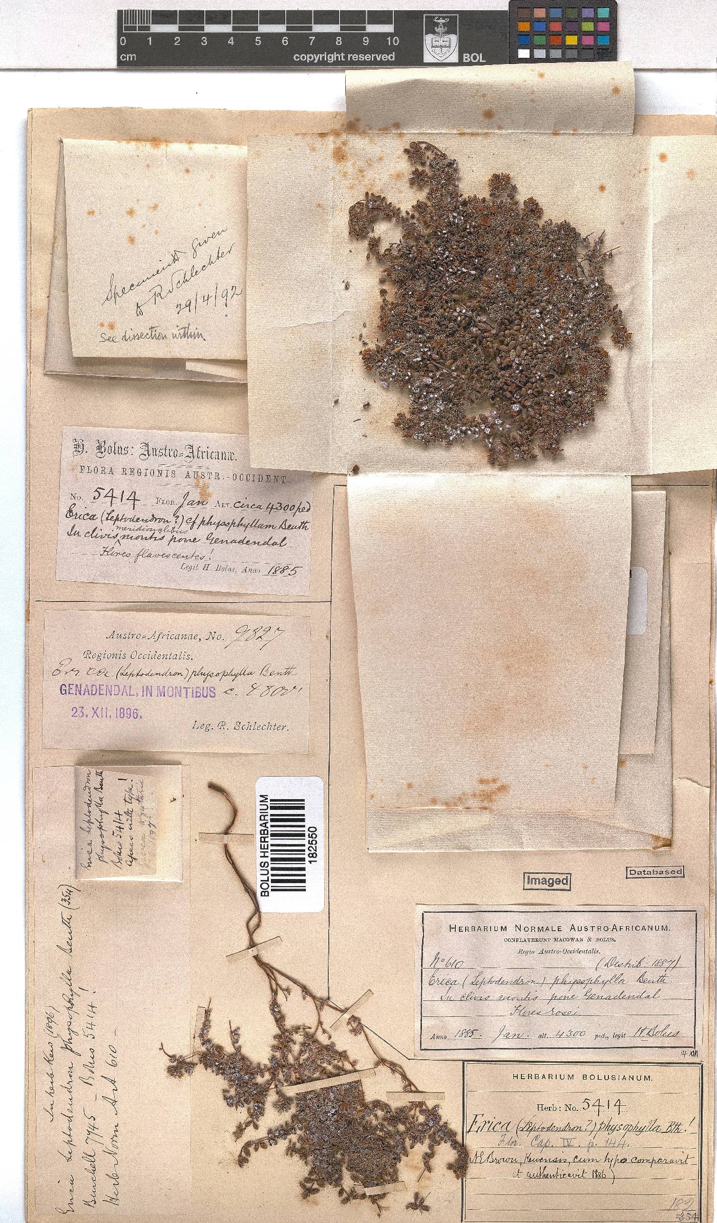 Erica physophylla image