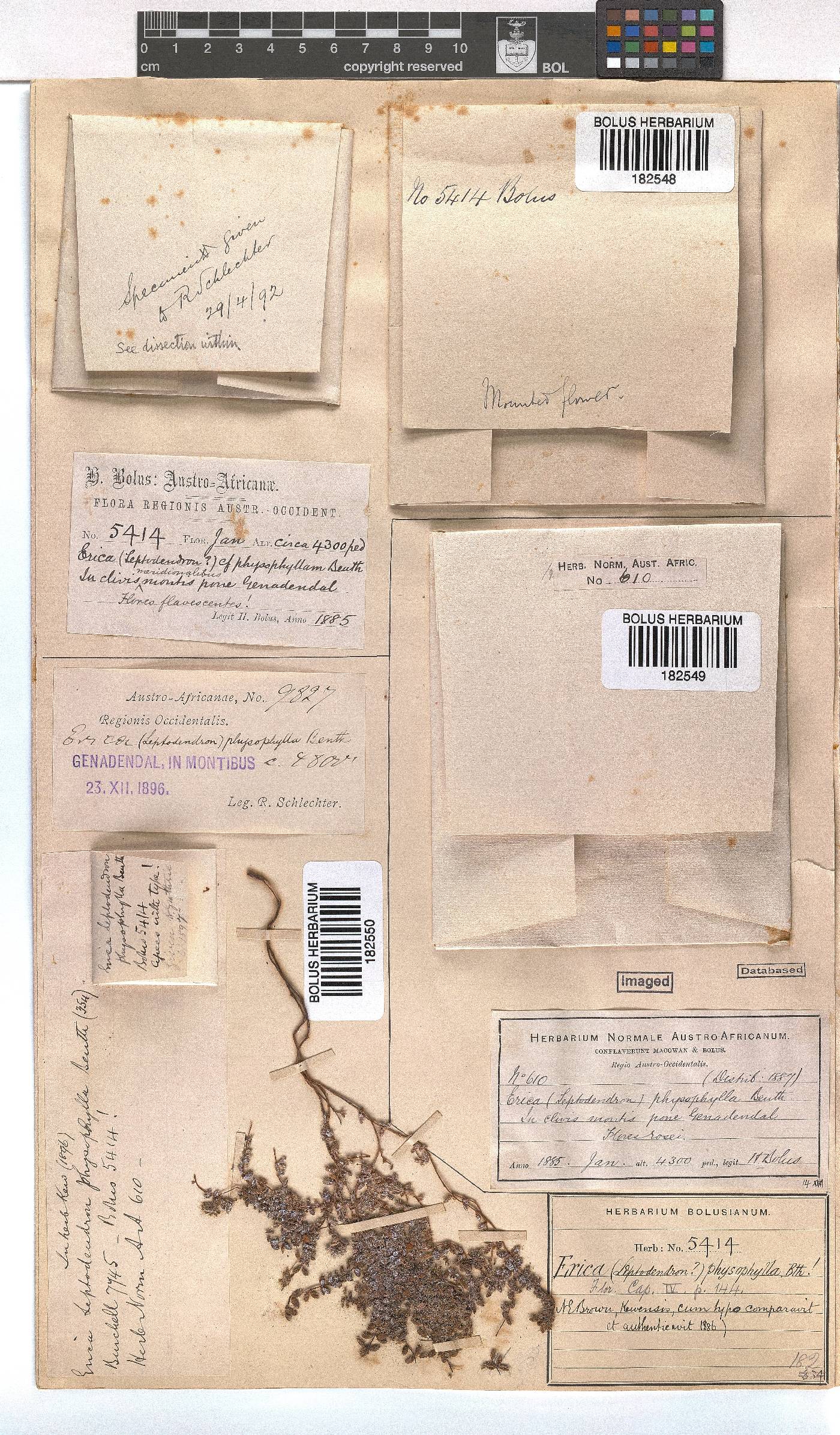 Erica physophylla image