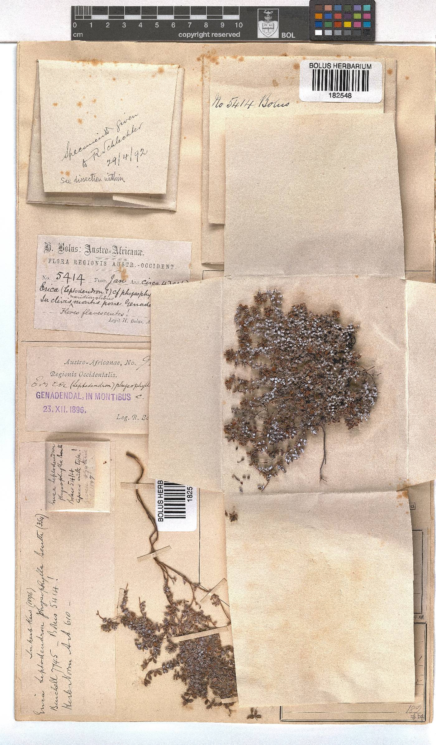 Erica physophylla image