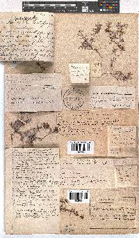 Erica tenuicaulis image