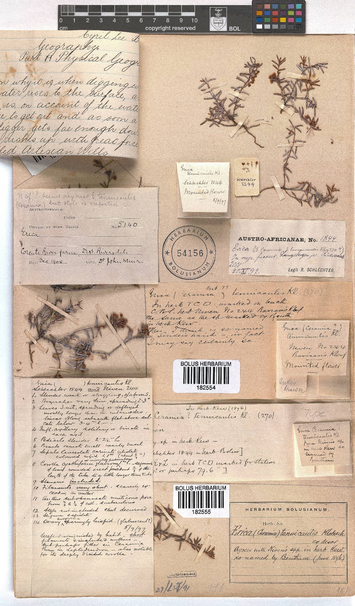 Erica tenuicaulis image