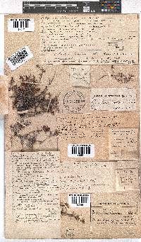 Erica tenuicaulis image