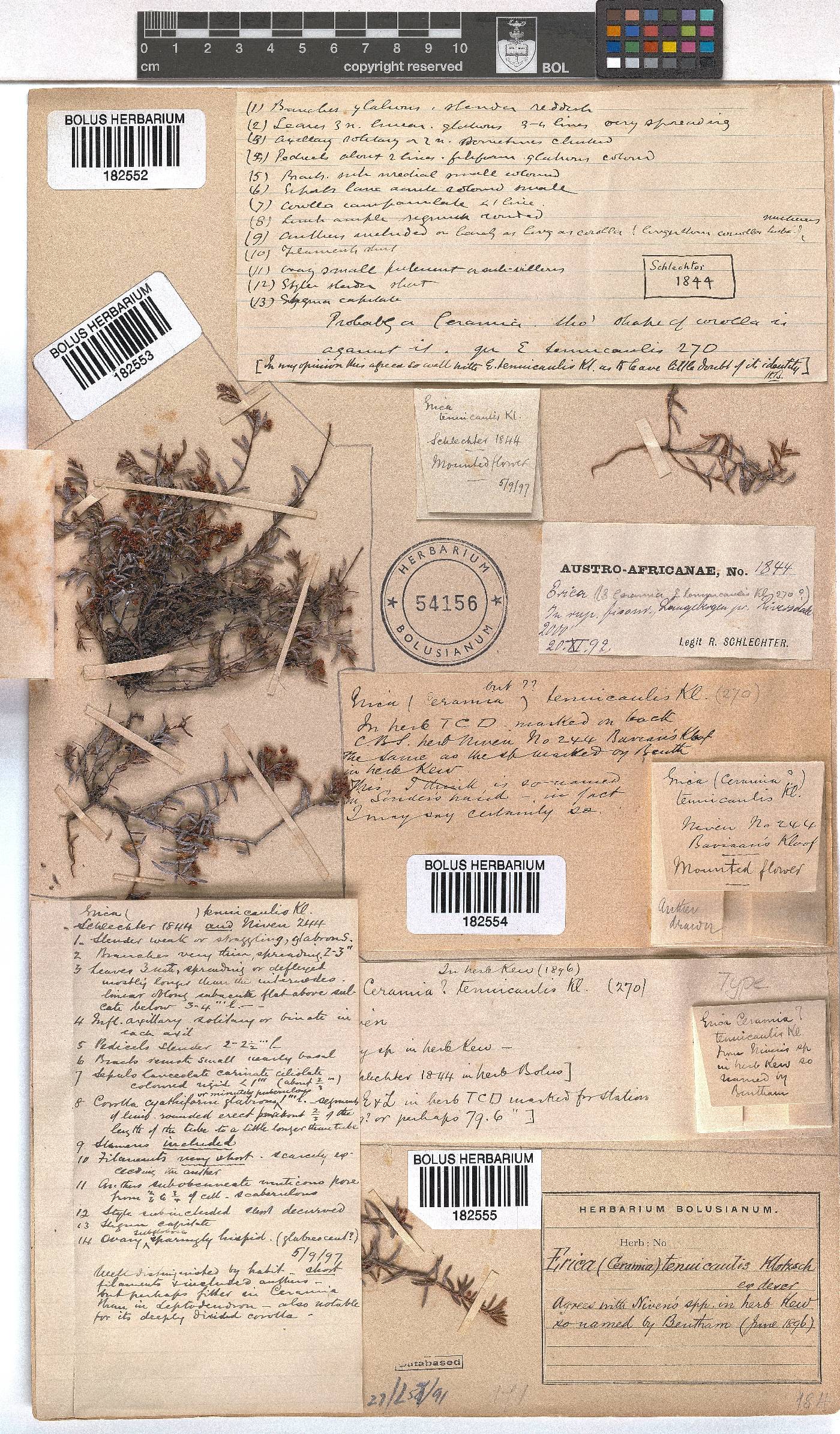 Erica tenuicaulis image