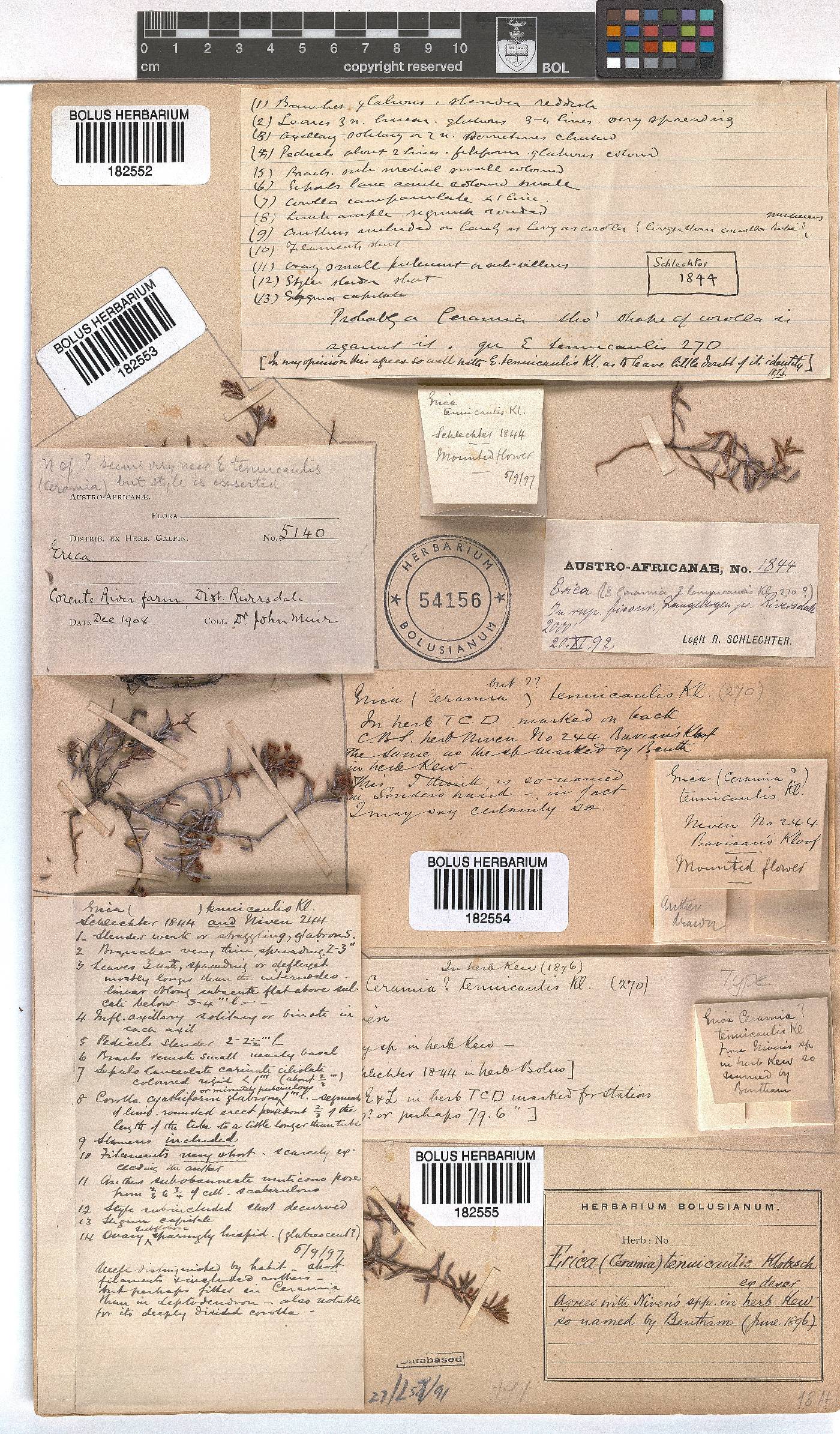 Erica tenuicaulis image