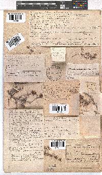 Erica tenuicaulis image