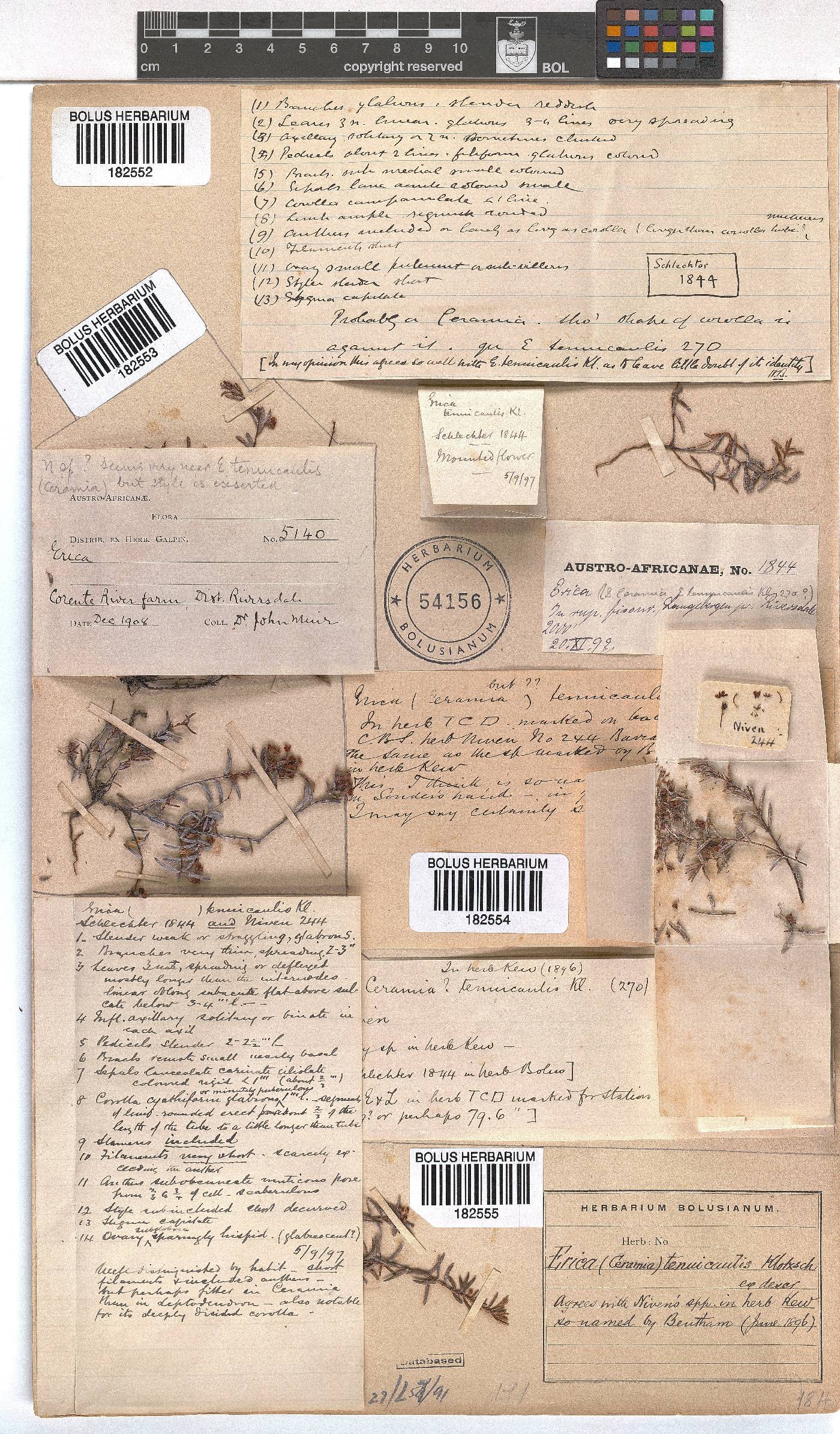 Erica tenuicaulis image