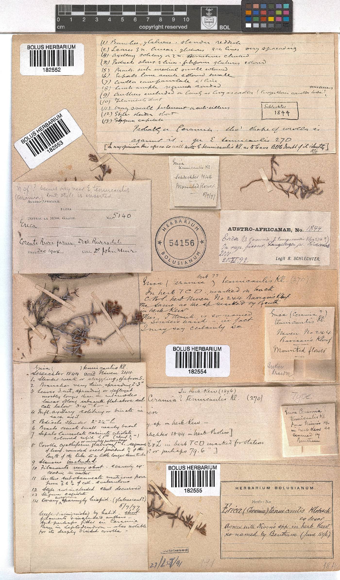 Erica tenuicaulis image