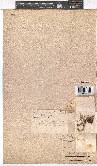 Erica brachycentra image