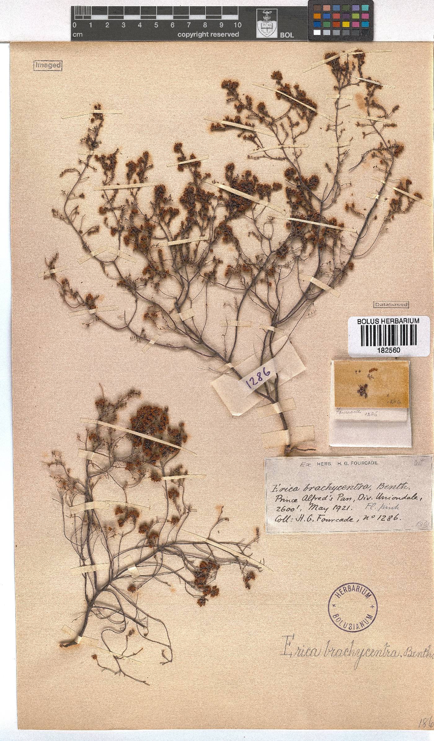 Erica brachycentra image