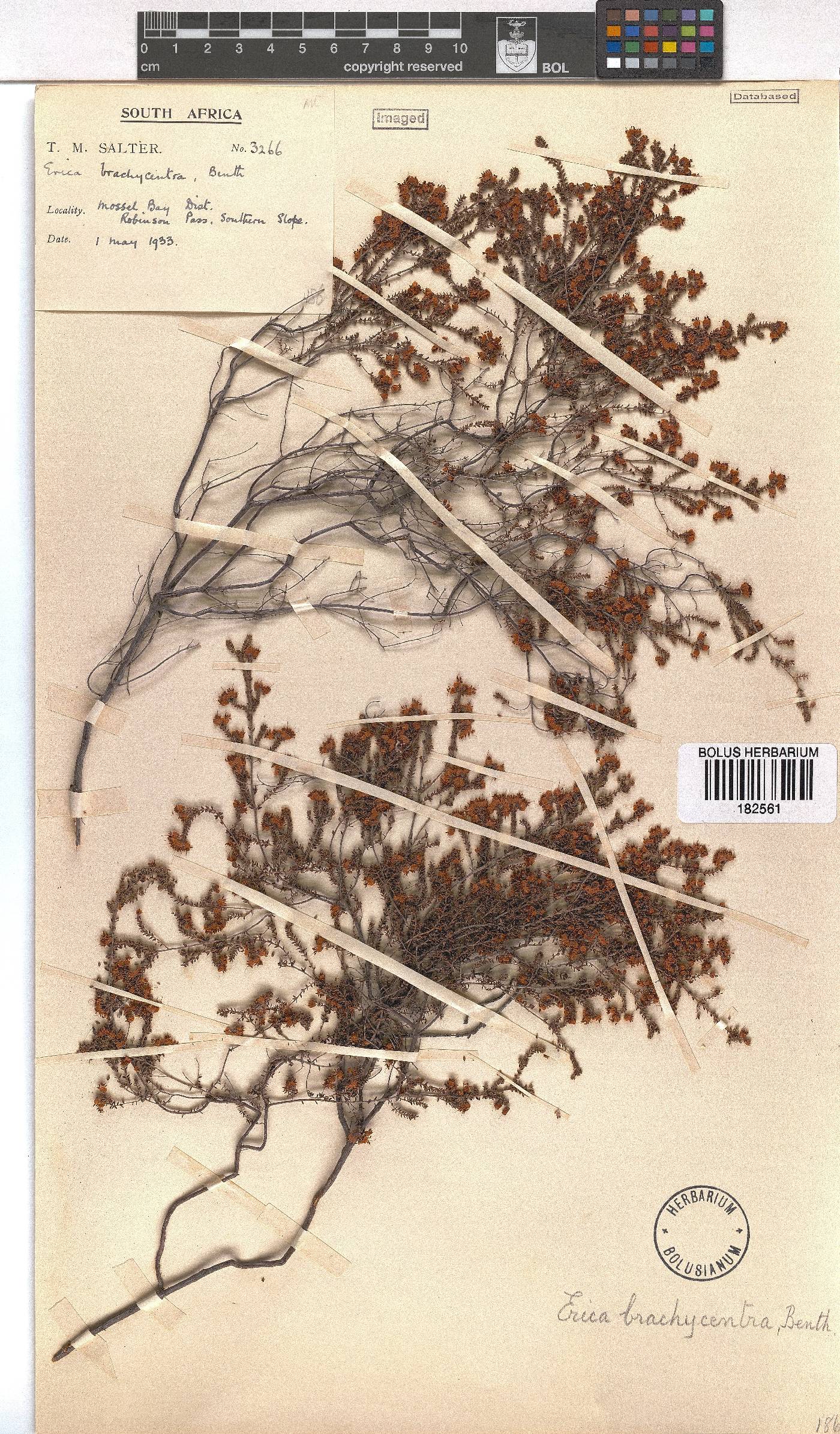 Erica brachycentra image