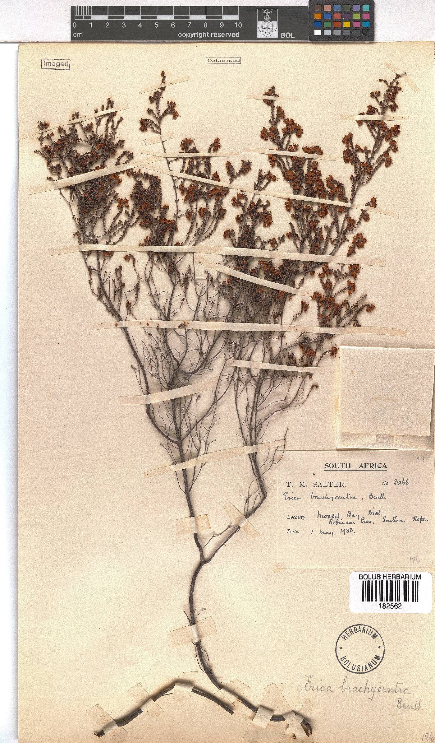 Erica brachycentra image