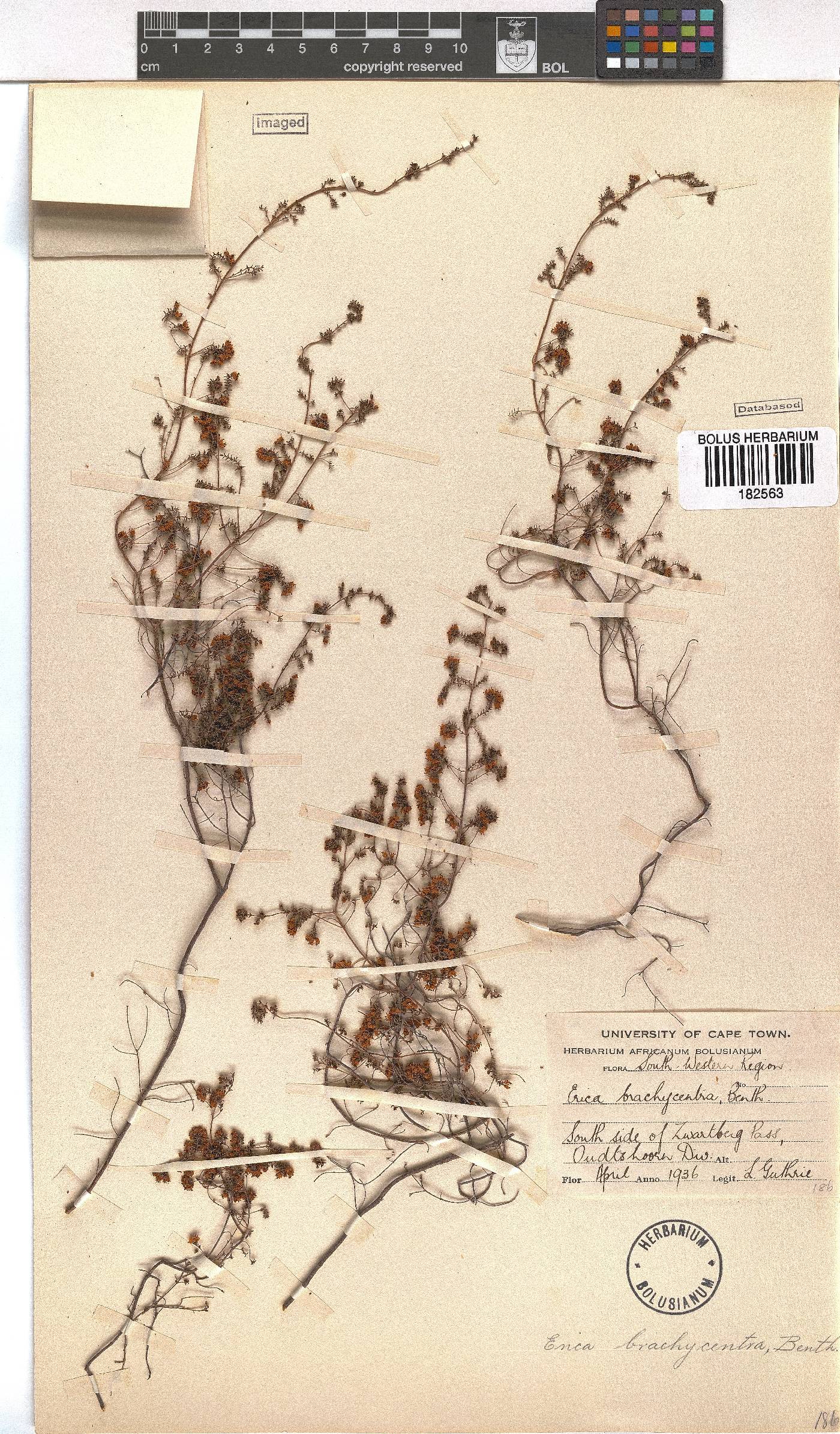 Erica brachycentra image