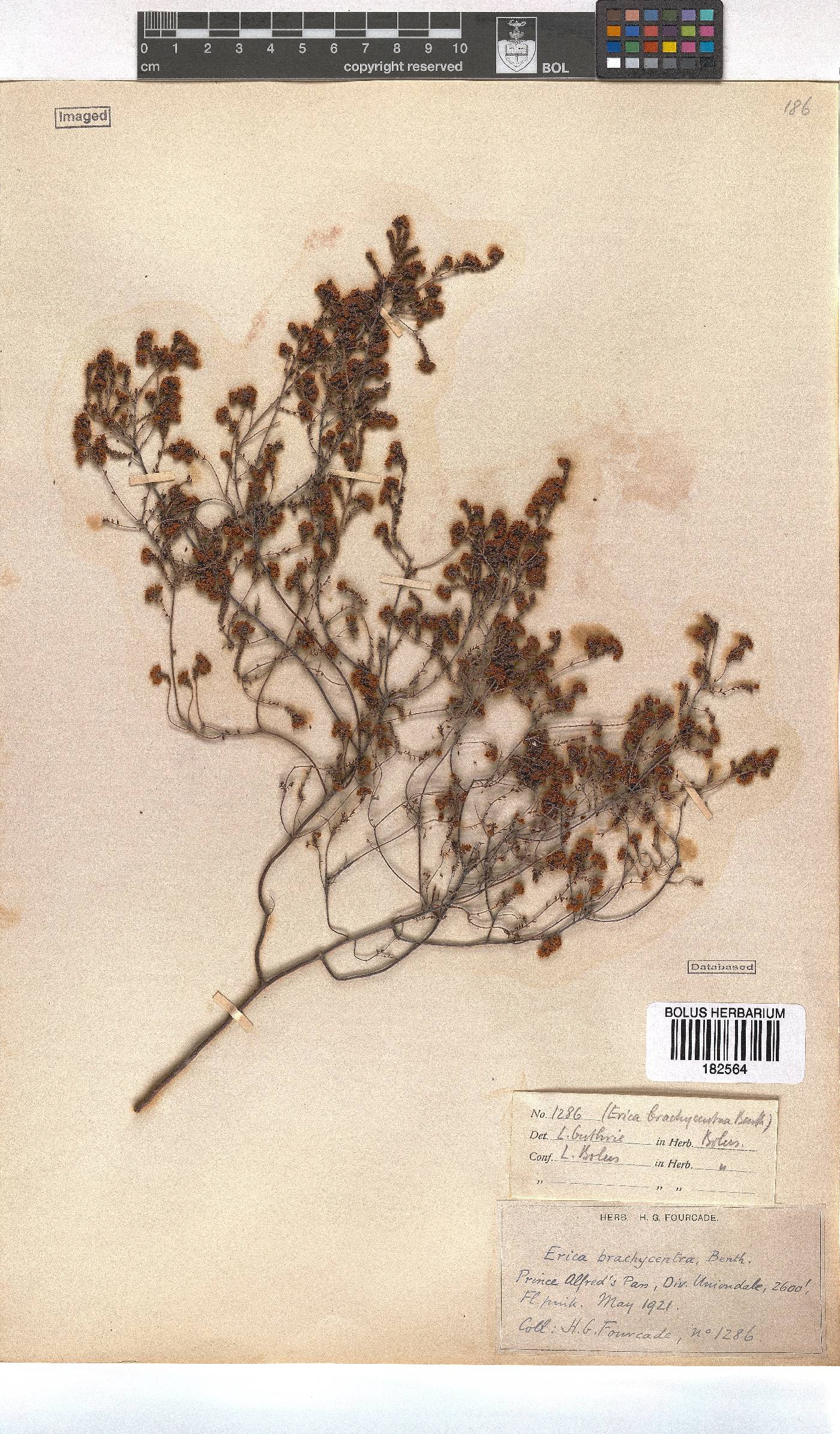 Erica brachycentra image