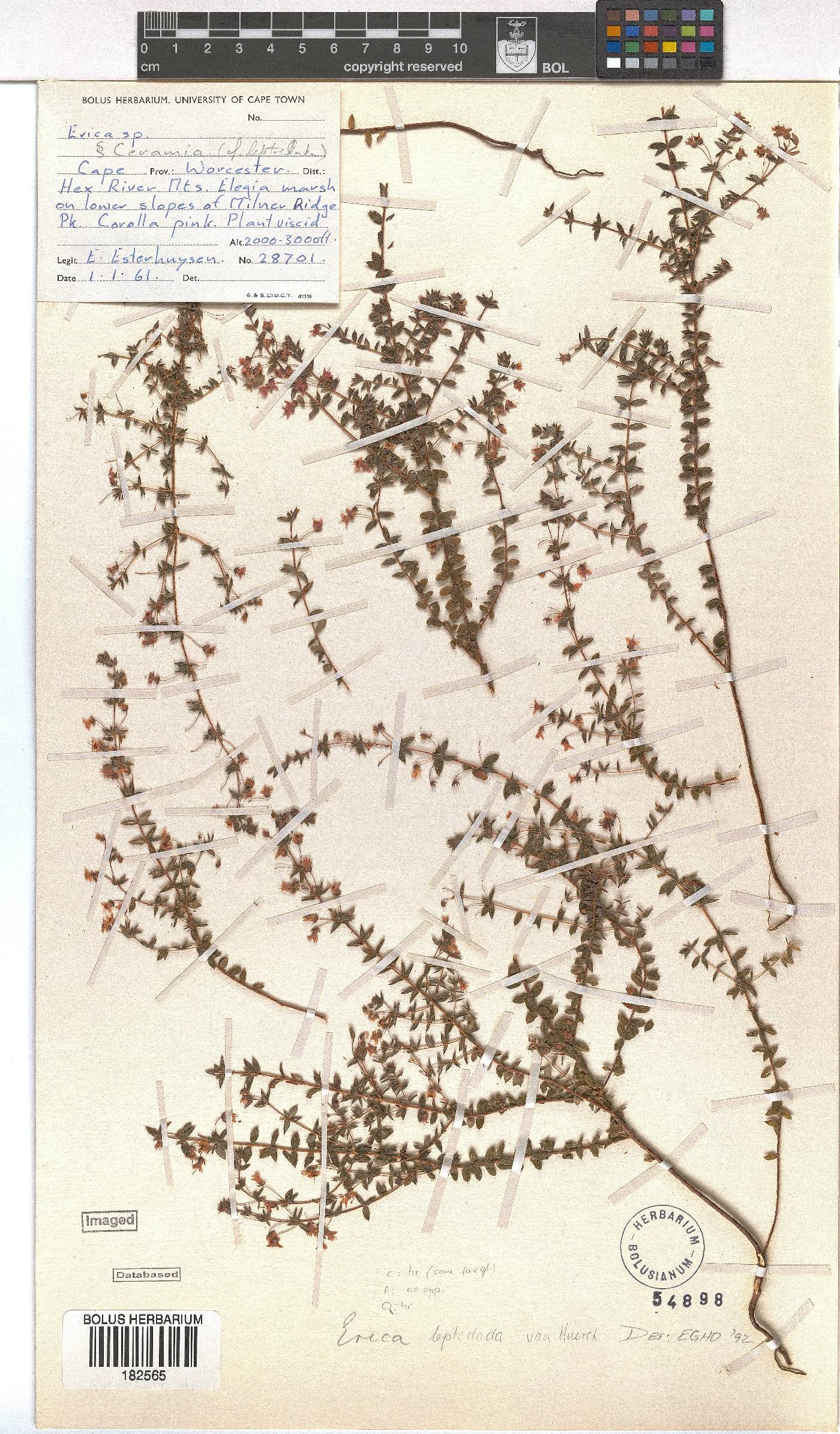 Erica leptoclada image