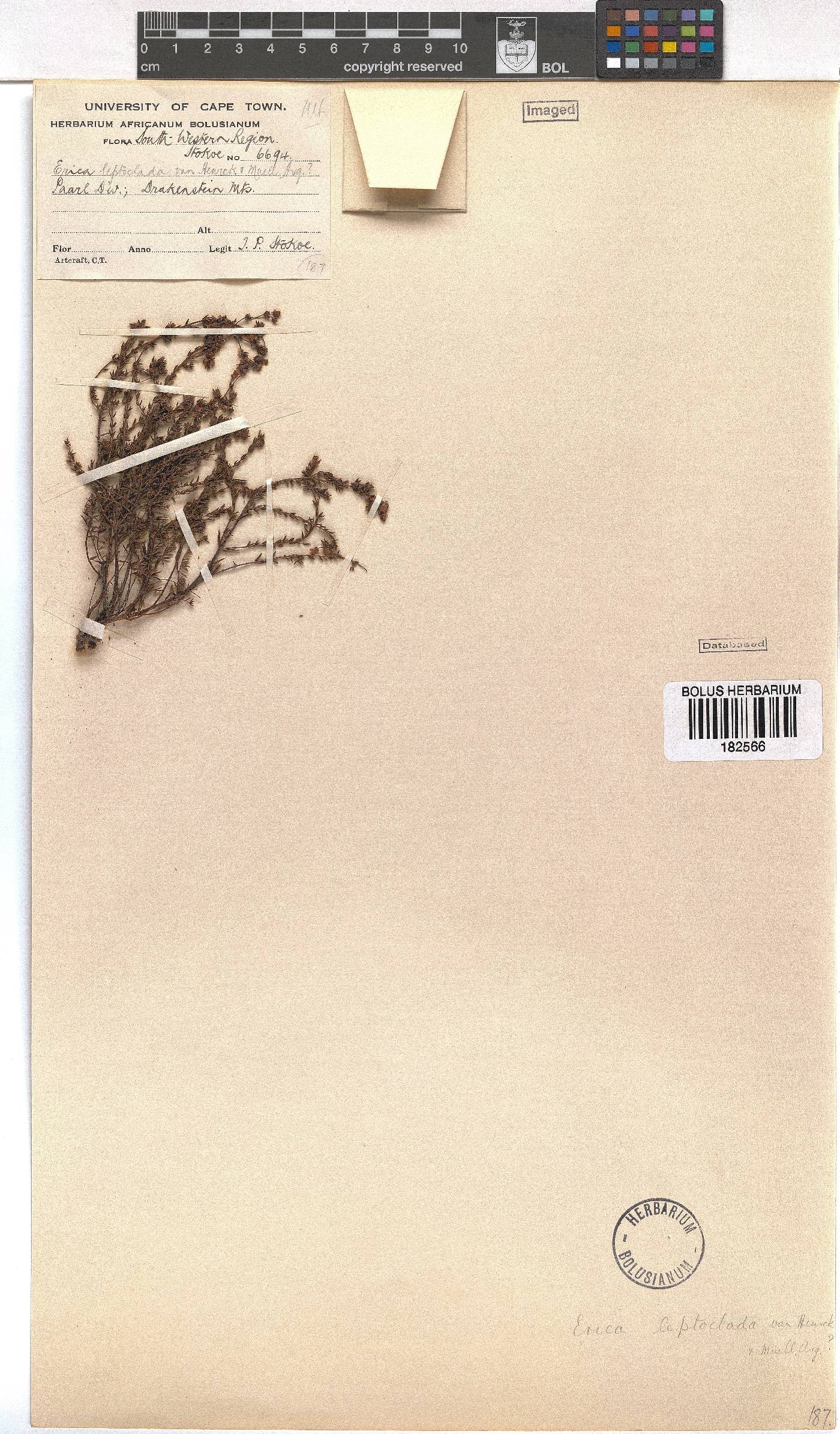 Erica leptoclada image