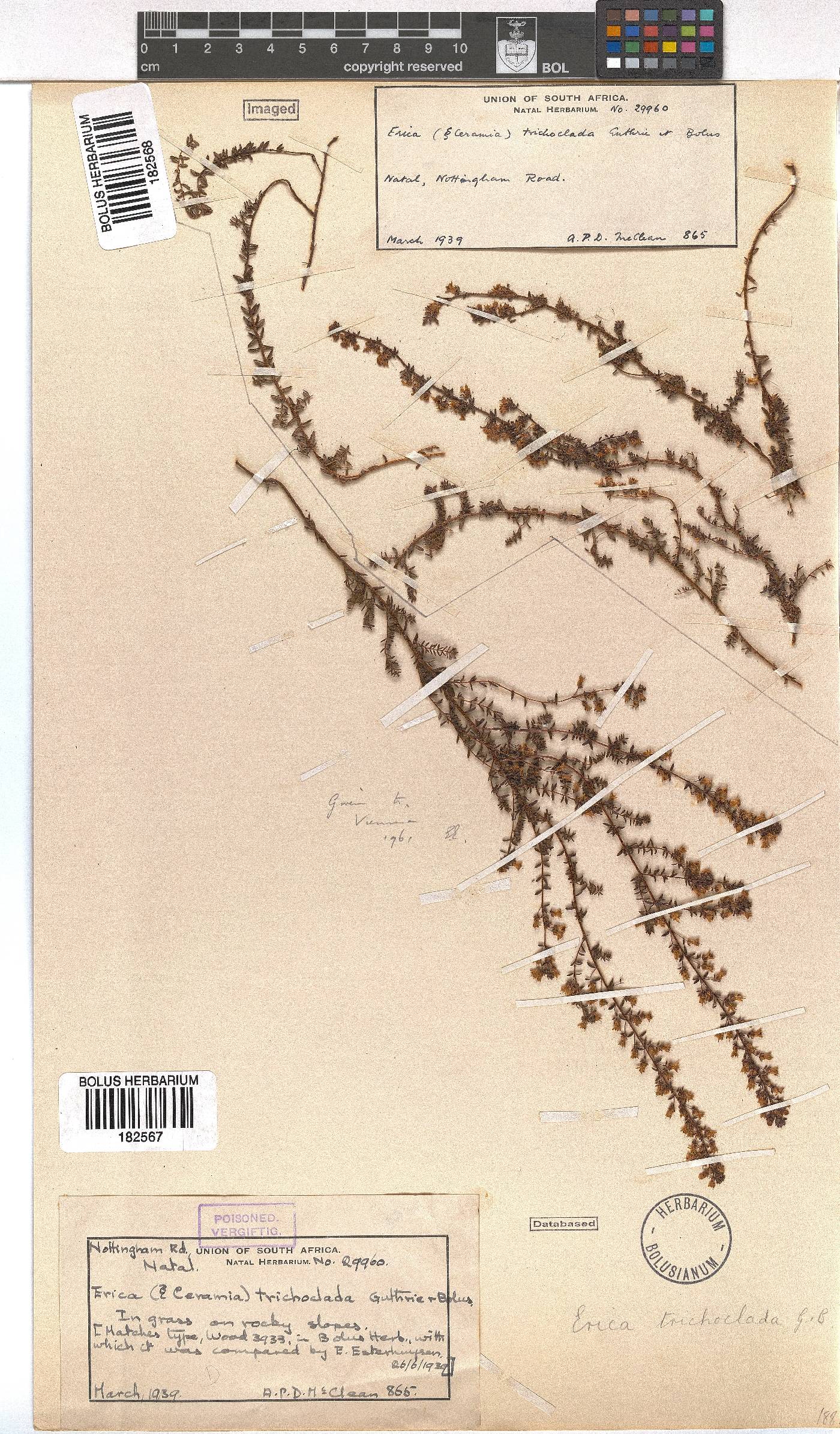 Erica trichoclada image