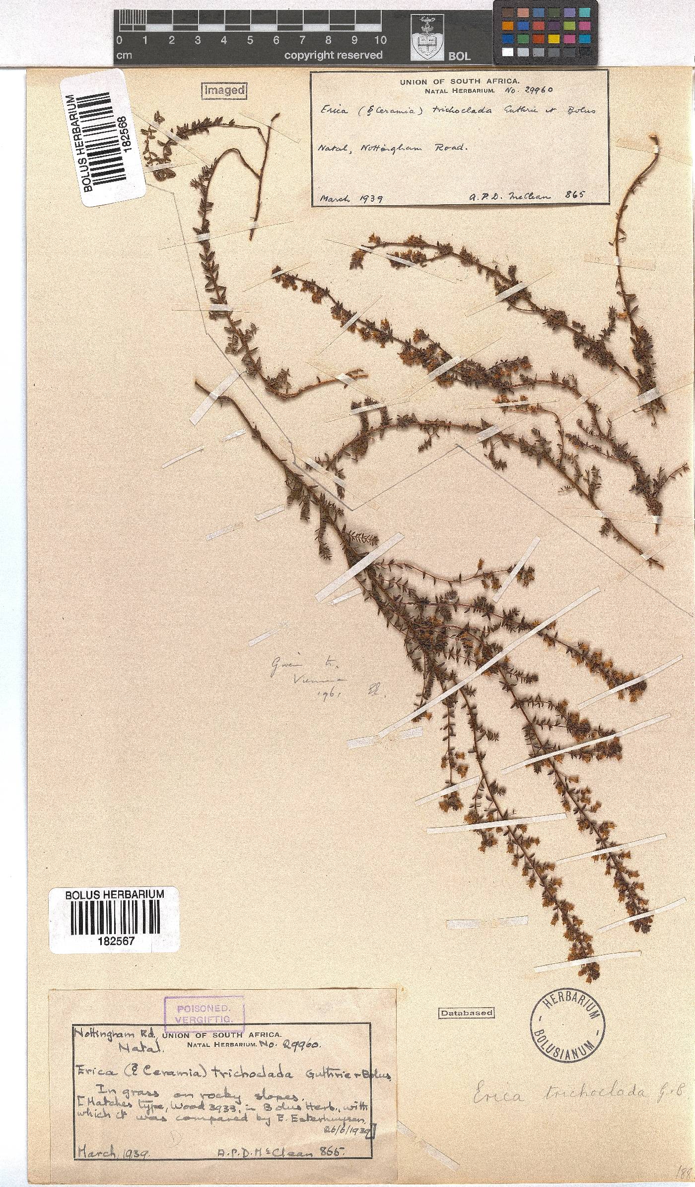 Erica trichoclada image