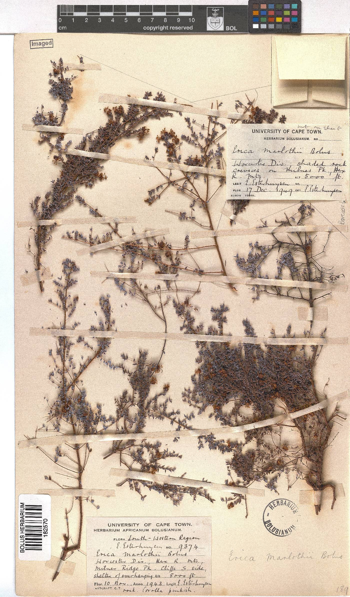 Erica marlothii image