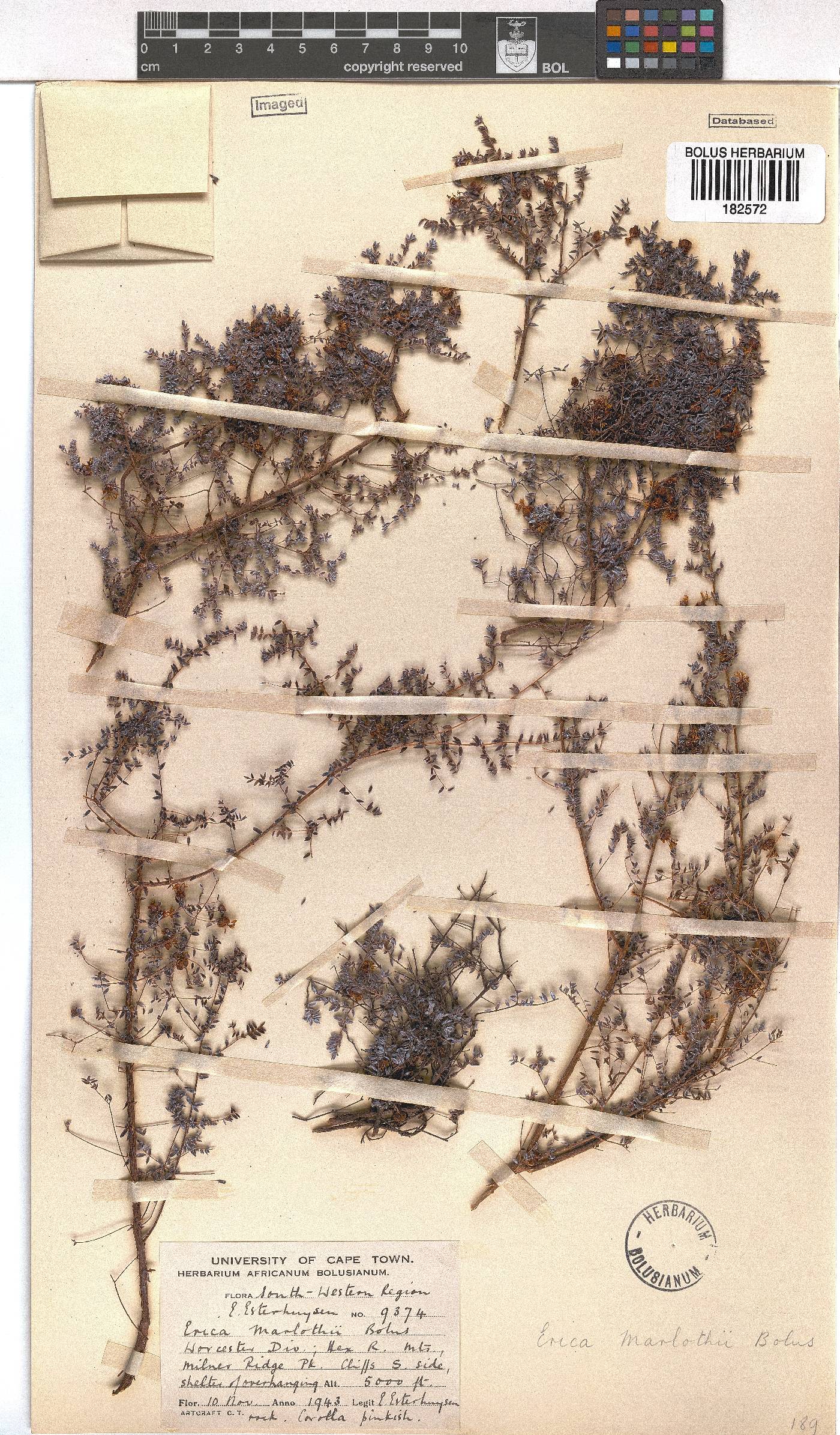 Erica marlothii image