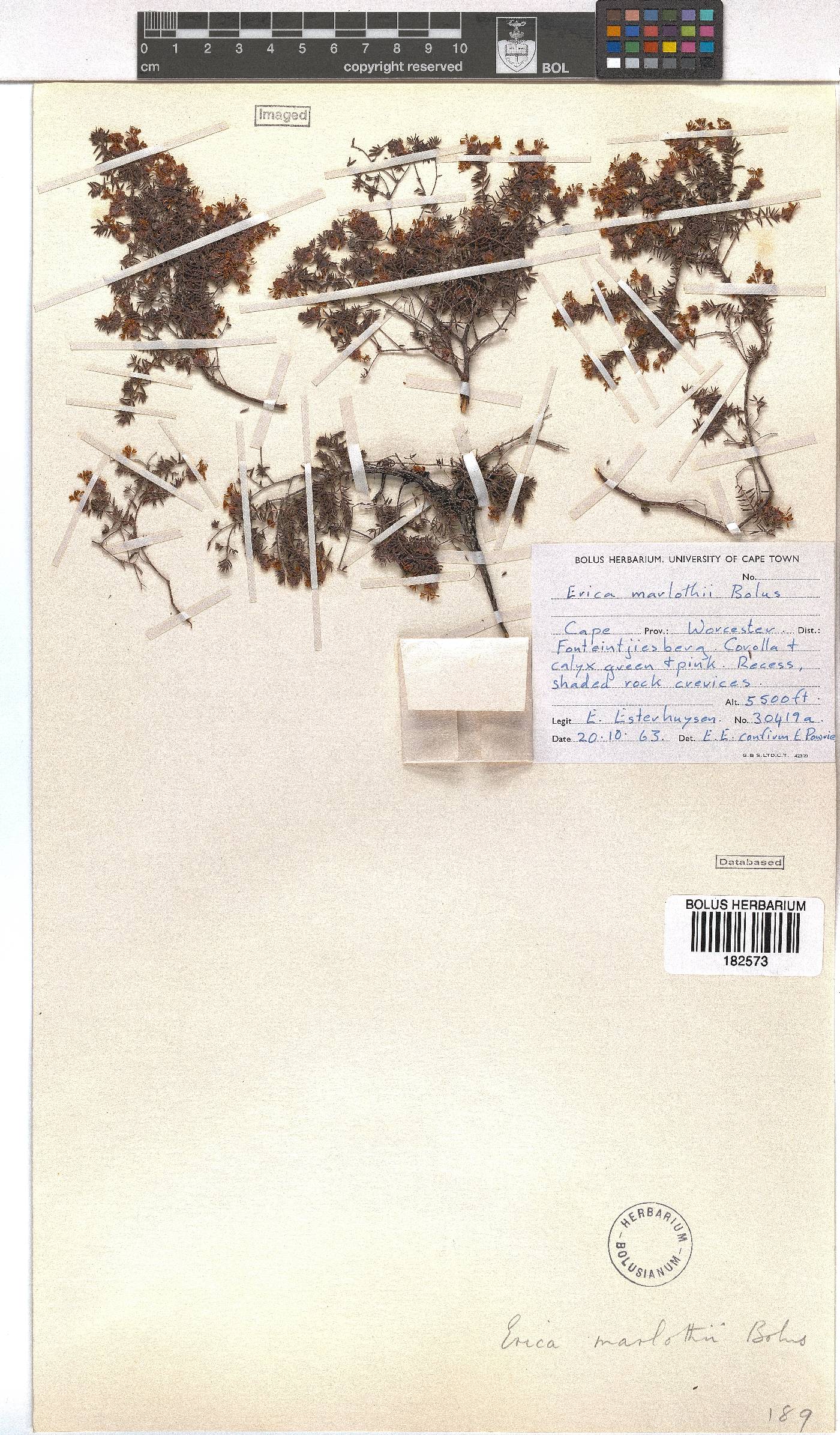 Erica marlothii image