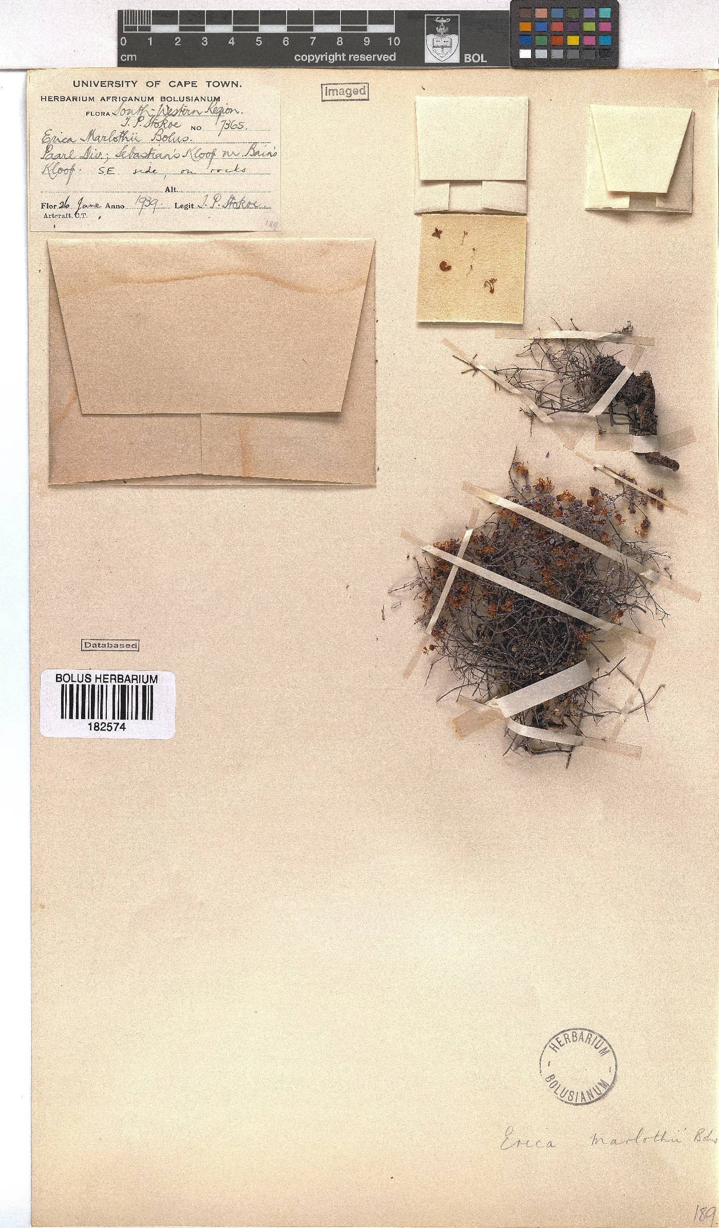 Erica marlothii image