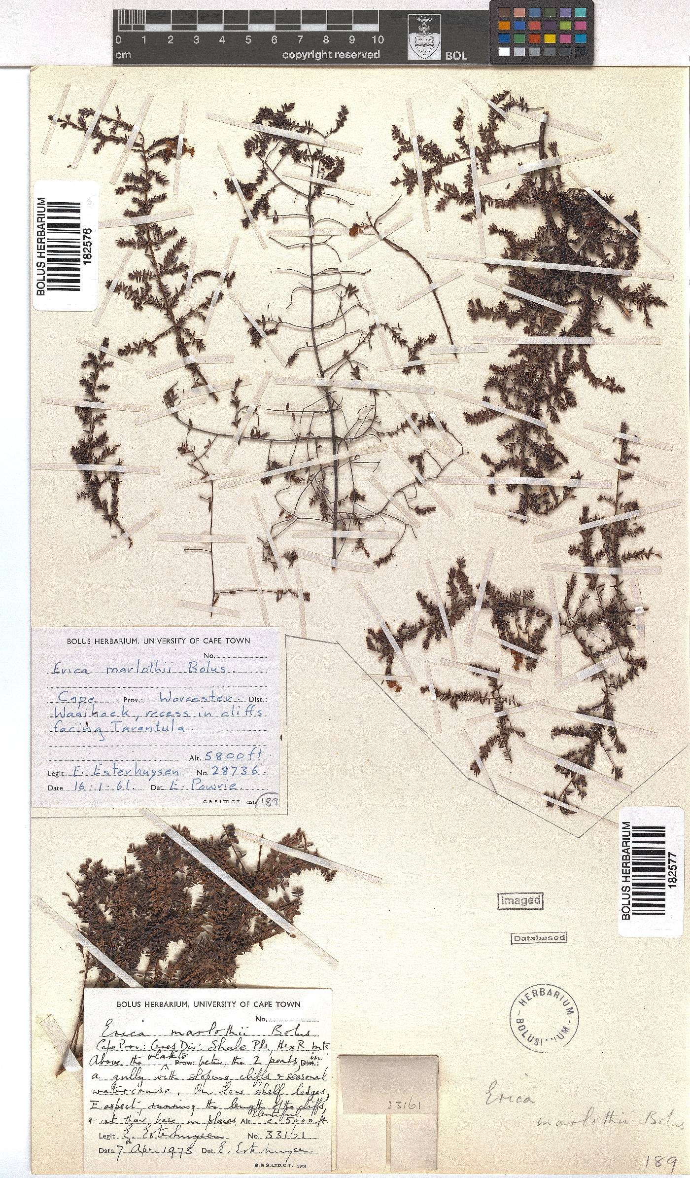 Erica marlothii image