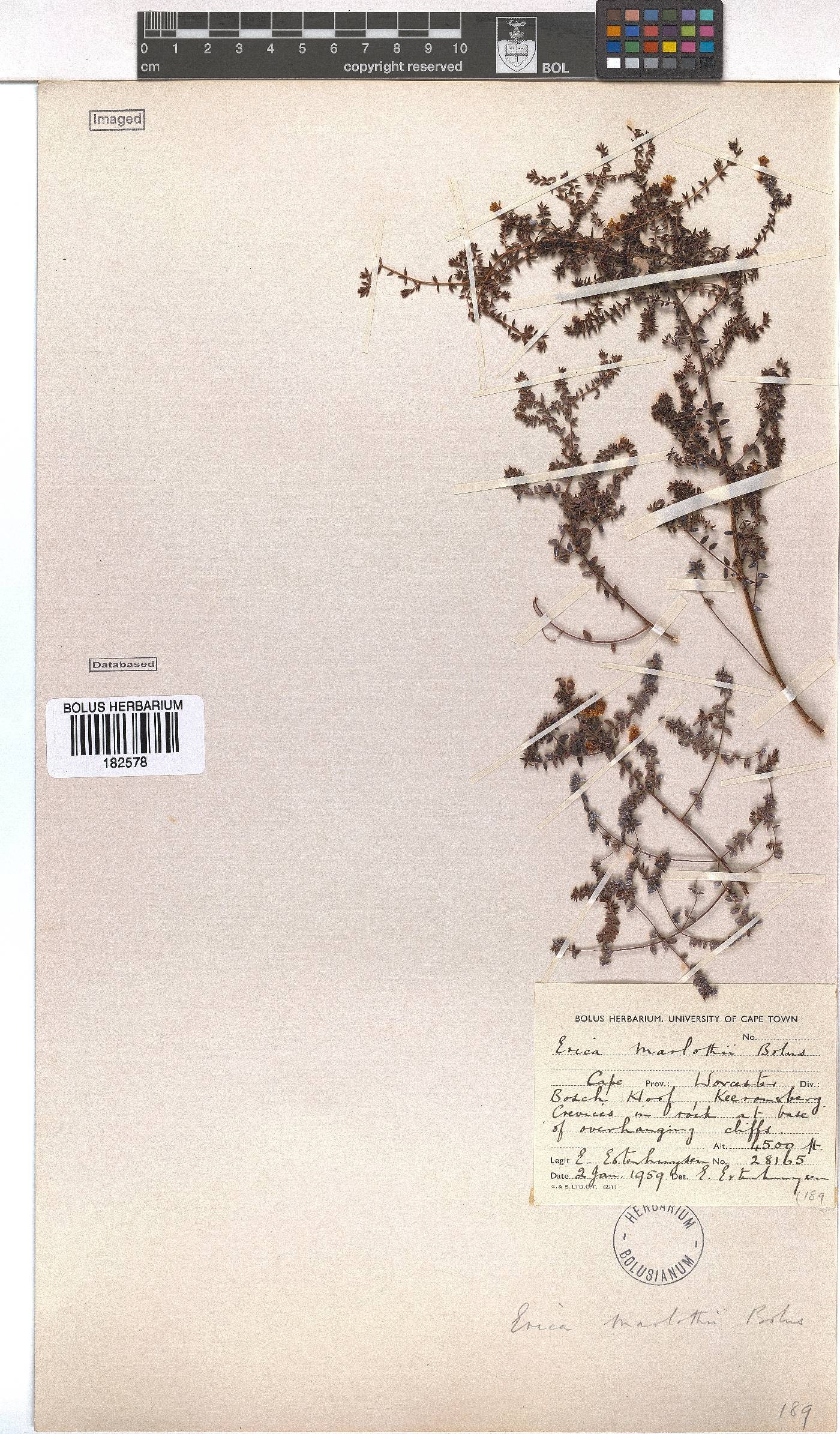 Erica marlothii image