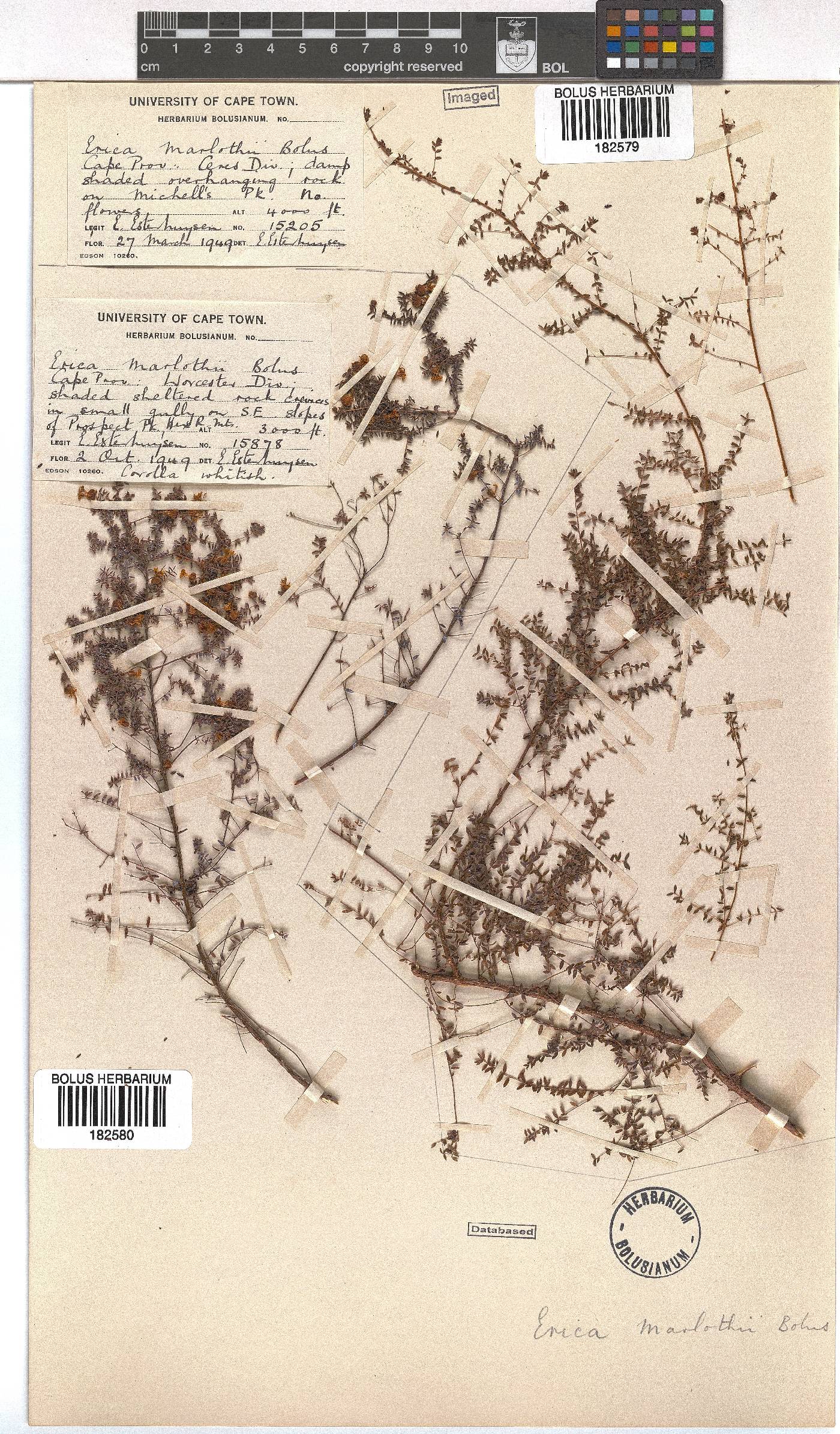 Erica marlothii image