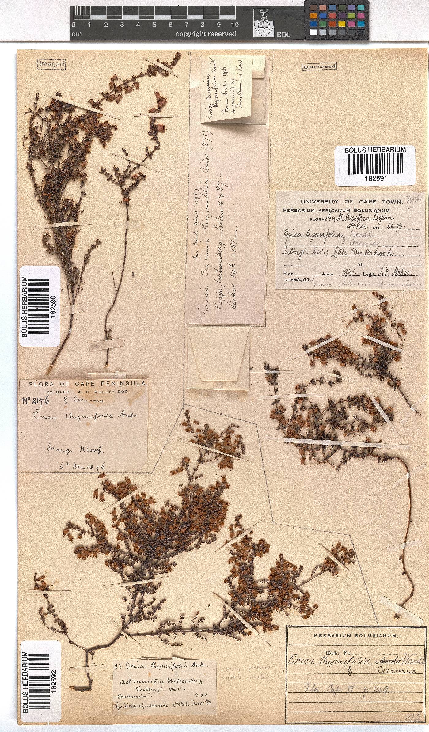 Erica thimifolia image