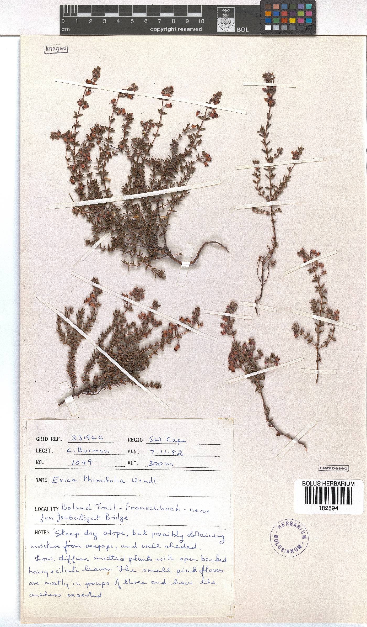 Erica thimifolia image