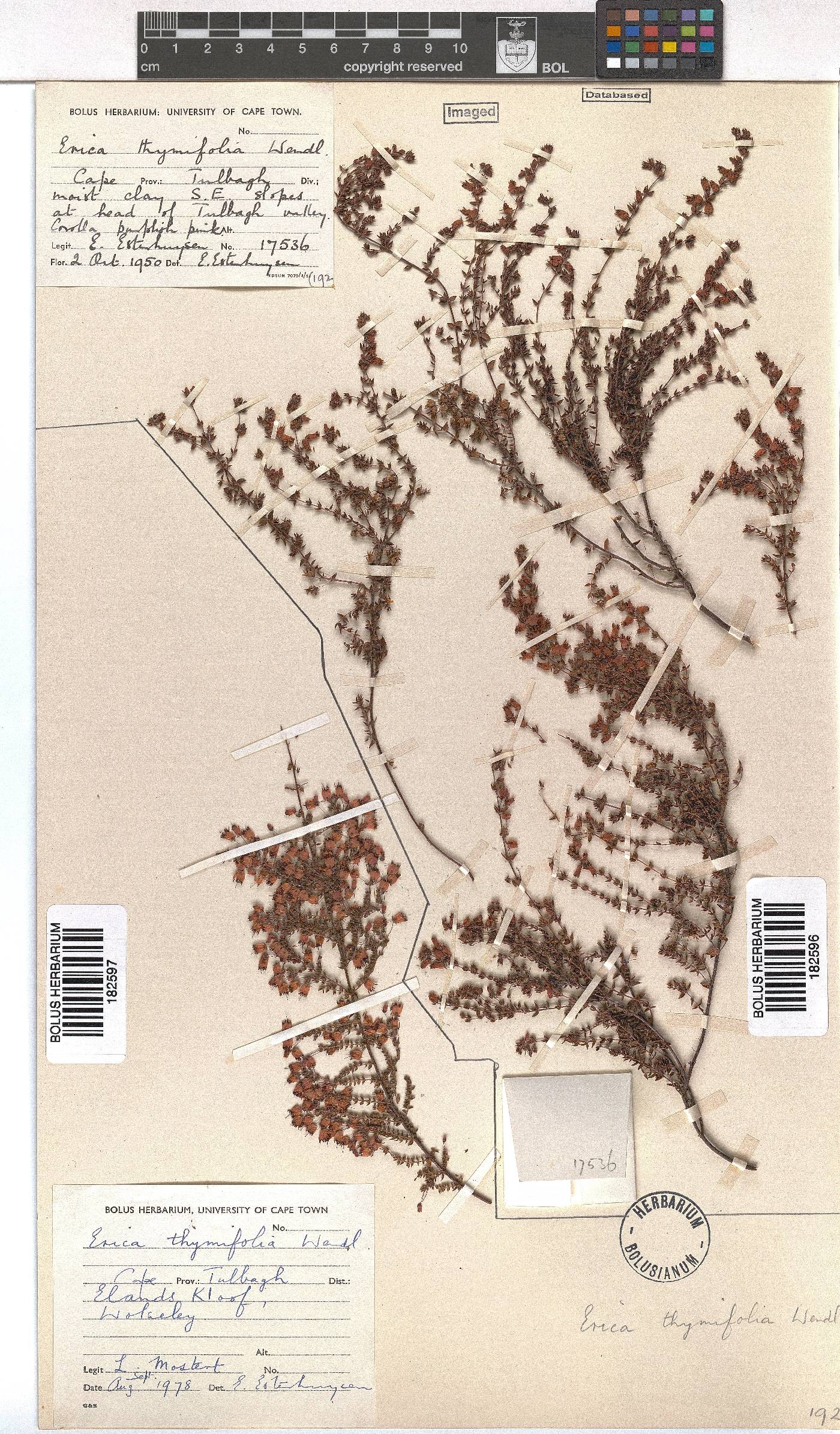 Erica thimifolia image