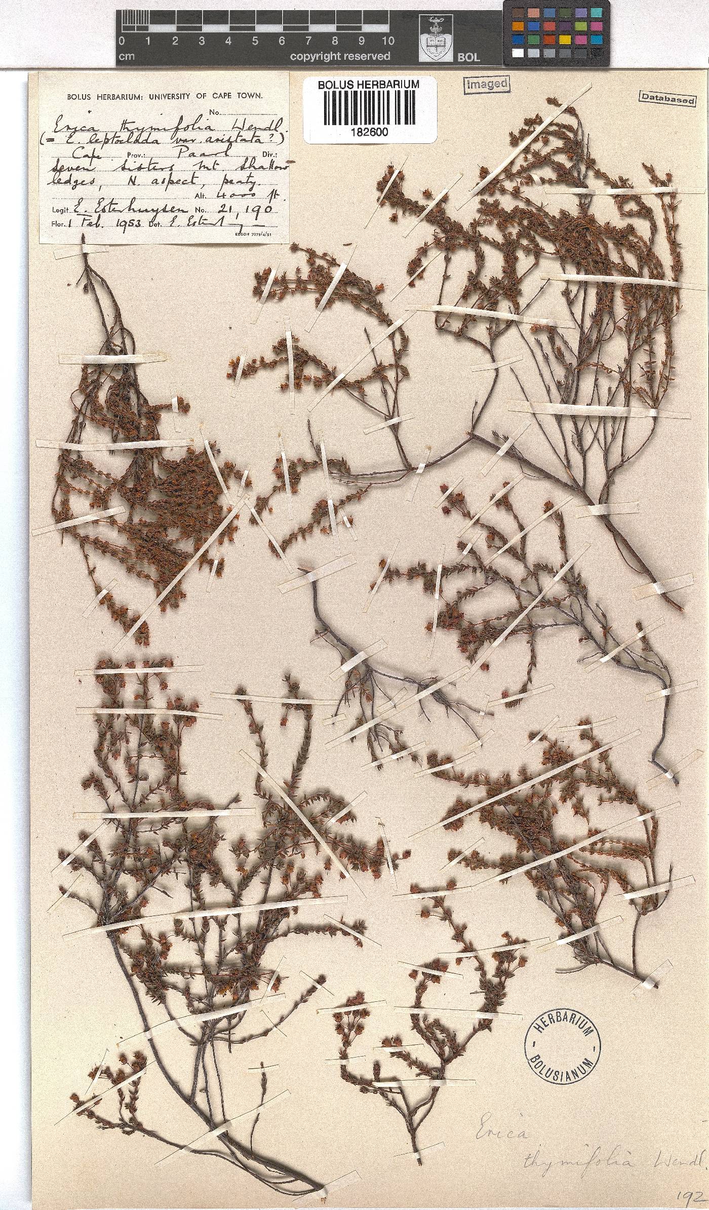 Erica thimifolia image