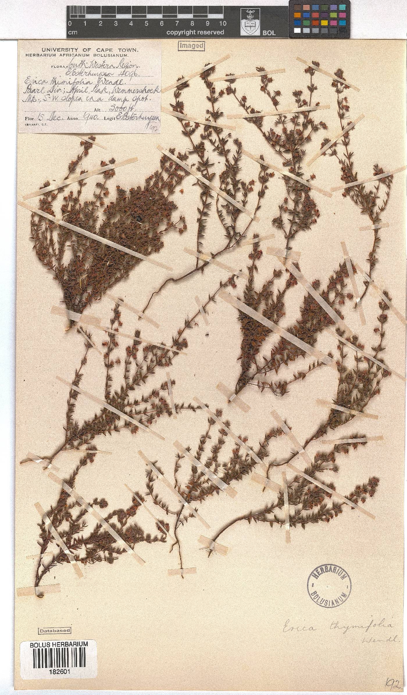 Erica thimifolia image