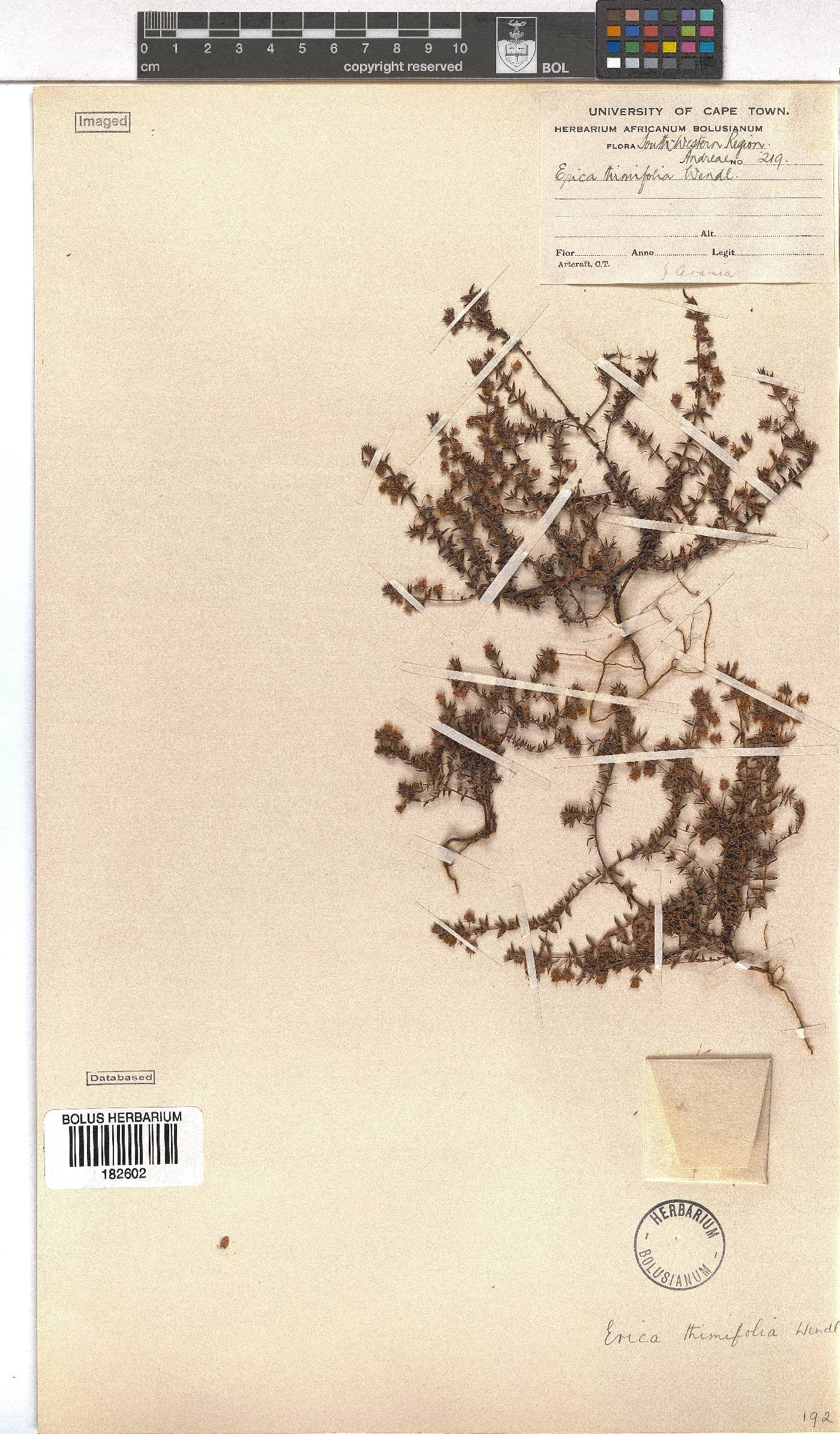 Erica thimifolia image
