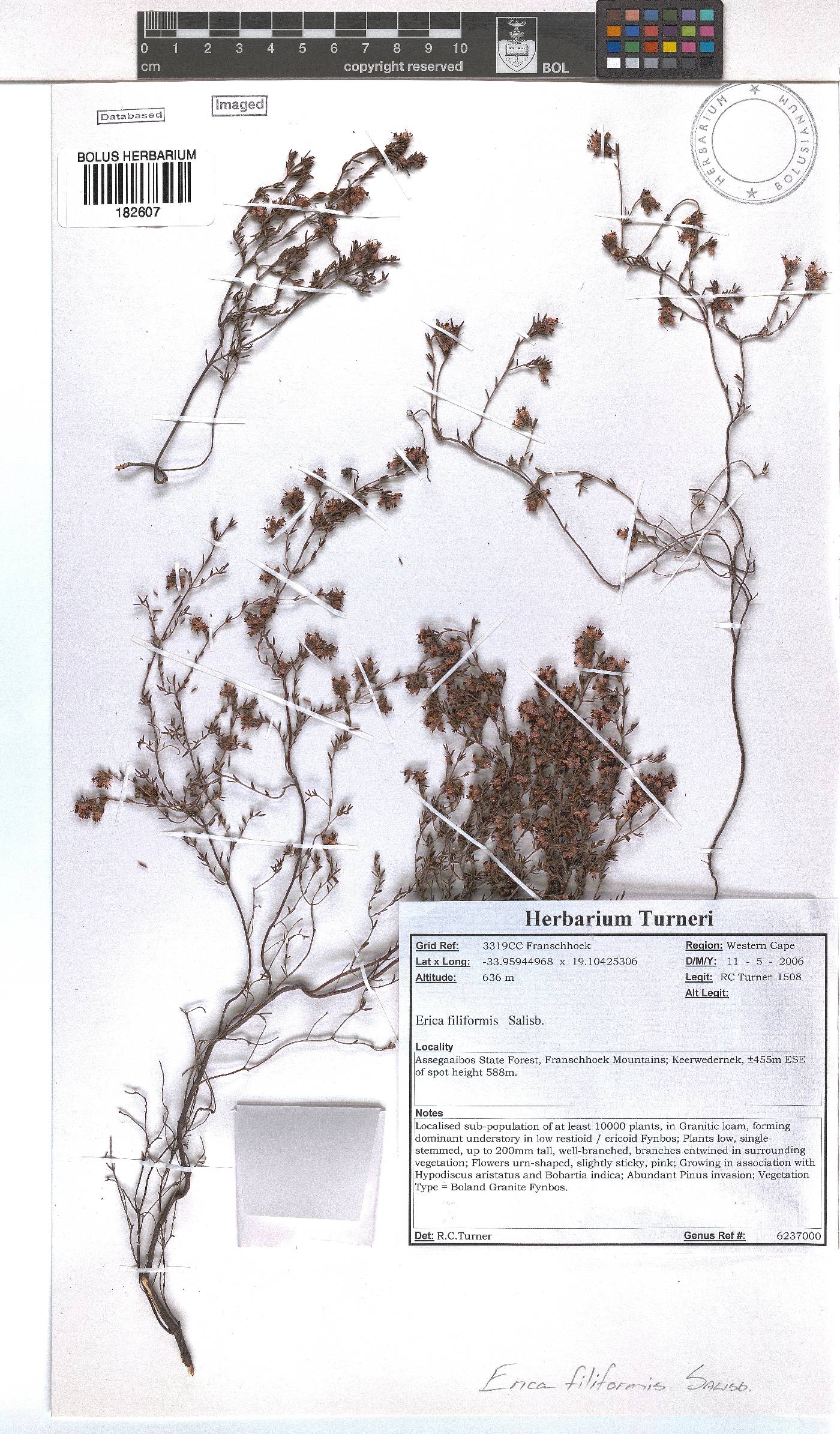 Erica filiformis image