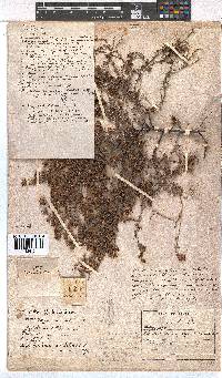 Erica filiformis image