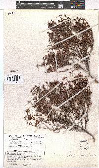 Erica filiformis image