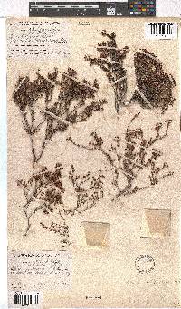 Erica filiformis image