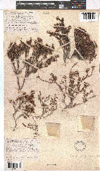 Erica filiformis image