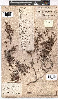 Erica filiformis image