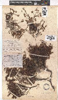 Erica filiformis image