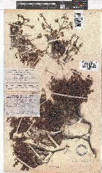 Erica filiformis image