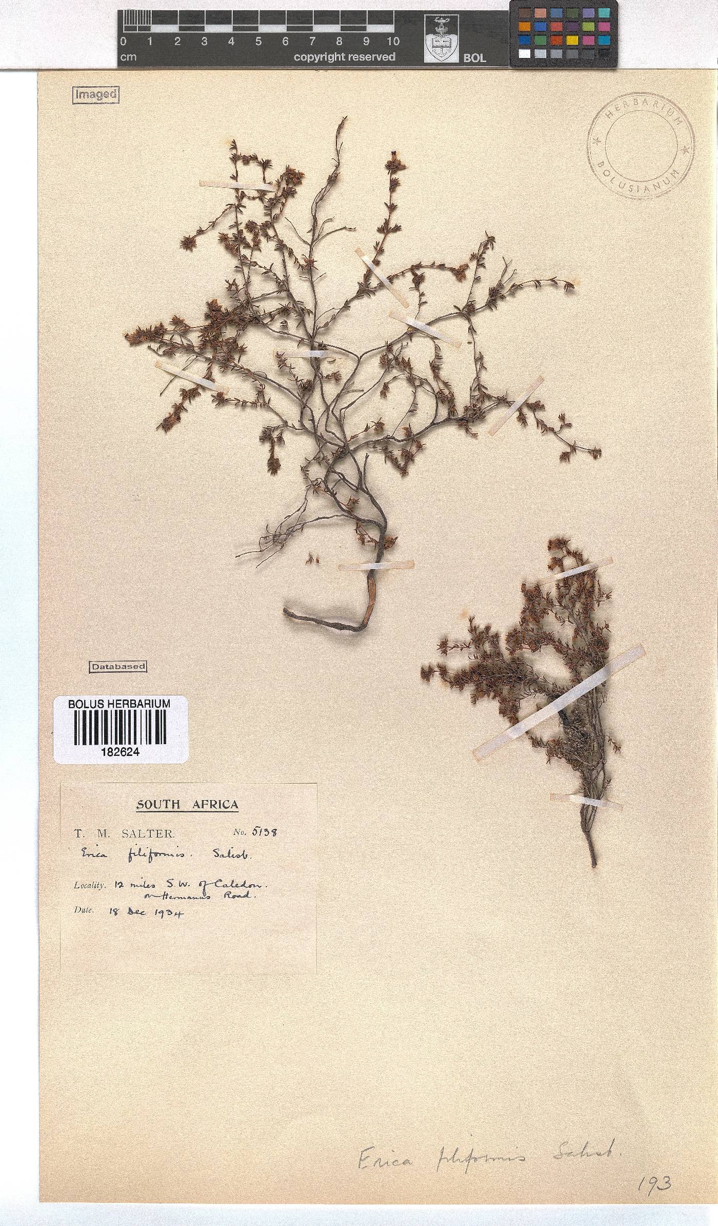 Erica filiformis image